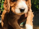 Cocker spaniel puppies