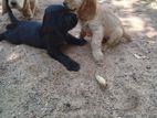 Cocker Spaniel Puppies