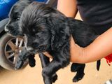 Cocker Spaniel puppies