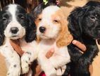 Cocker Spaniel puppies