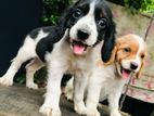 Cocker Spaniel puppies