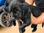 Cocker Spaniel puppies