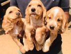 Cocker Spaniel puppies