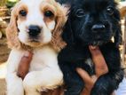 Cocker Spaniel Puppies