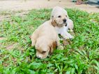 Cocker Spaniel Puppies