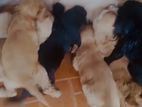 Cocker Spaniel Puppies