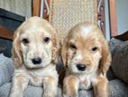 Cocker Spaniel Puppies