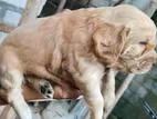 Cocker Spaniel Puppies