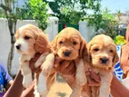 cocker spaniel Puppies
