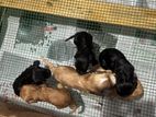 Cocker Spaniel Puppies