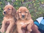 Cocker Spaniel Puppies