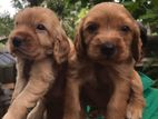 Cocker Spaniel Puppies