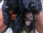 Cocker Spaniel Puppies