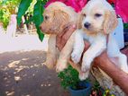 Cocker Spaniel Puppies