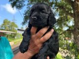 Cocker Spaniel Puppies