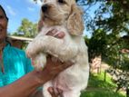 Cocker Spaniel Puppies