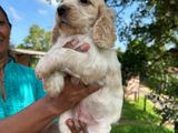 Cocker Spaniel Puppies
