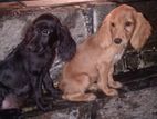 Cocker Spaniels Puppies