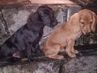 Cocker Spaniel Puppies