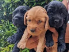 Cocker Spaniel Puppies