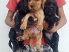 Cocker Spaniel Puppies