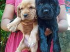 Cocker Spaniel Puppies