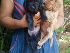 Cocker Spaniel Puppies