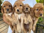 Cocker Spaniel Puppies