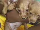 Cocker Spaniel puppies