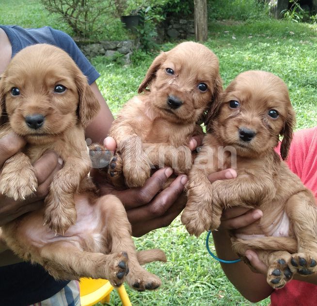 Cocker Spaniel Puppies for Sale in Kalutara City ikman