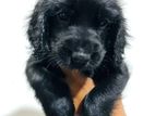 Cocker Spaniel Puppies