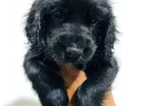 Cocker Spaniel Puppies