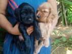 Cocker Spaniel Puppies