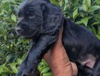 Cocker Spaniel Puppies