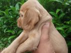 Cocker Spaniel Puppies