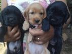 Cocker Spaniel Puppies