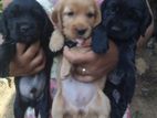 Cocker Spaniel Puppies