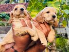 Cocker Spaniel Puppies