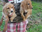 Cocker Spaniel Puppies