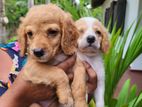 Cocker Spaniel Puppies