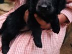 Cocker Spaniel puppies