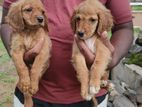 Cocker spaniel puppies