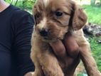 Cocker Spaniel Puppies