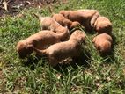 Cocker Spaniel Puppies