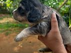 Cocker Spaniel Puppies