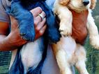 Cocker Spaniel Puppies