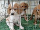 Cocker spaniel puppies