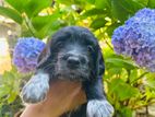 Cocker Spaniel Puppies