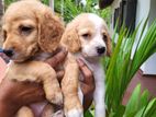 Cocker Spaniel Puppies