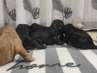 Cocker Spaniel Puppies